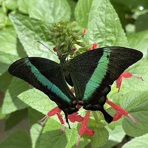 Fundraising Page: Carolyn Kessler